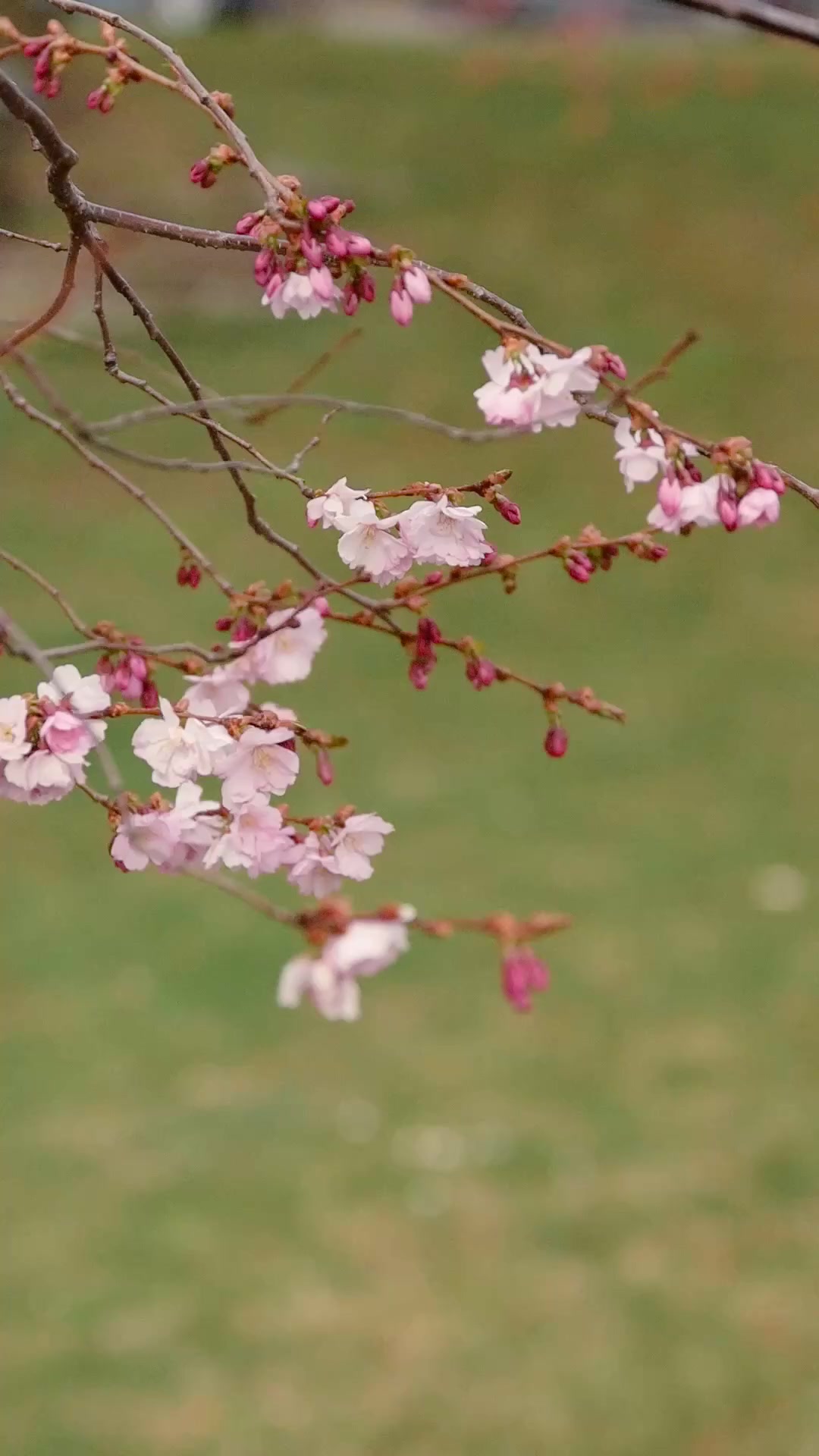 Video image 5